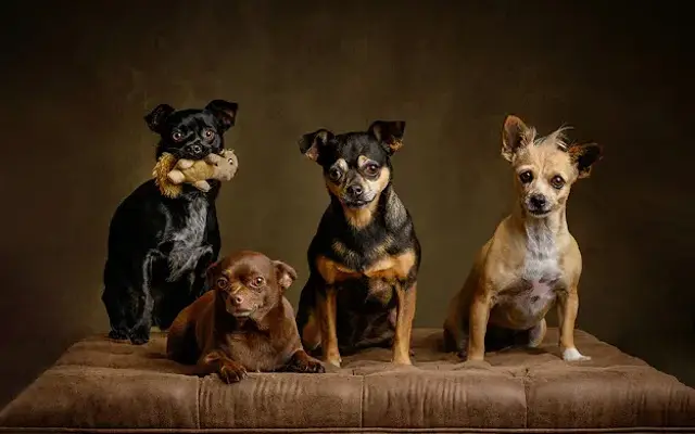 Soulful Pet Studios in Amherst, MA