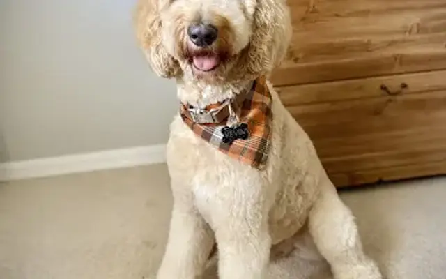 Meara's Cozy Pet Spa in Apopka, FL