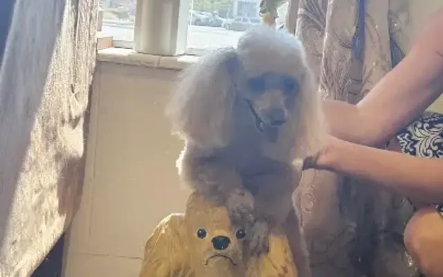 Dora Senich's Shampoodle in Fort Myers, FL