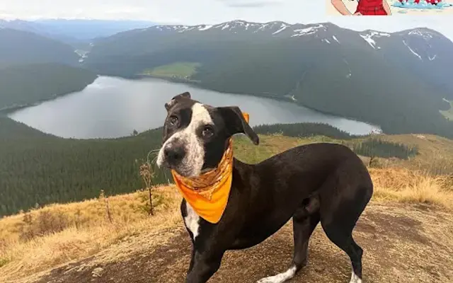 Flathead Fluff & Buff in Bigfork, MT