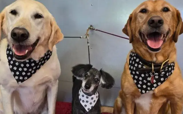 Barks N Bubbles in Sandpoint, ID