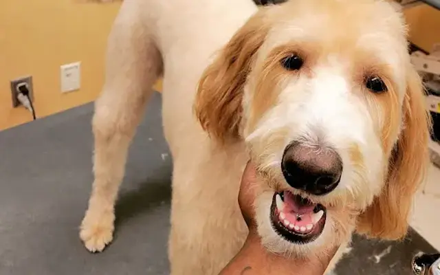 Pawsitive Spa Grooming🐾 in Jacksonville, FL