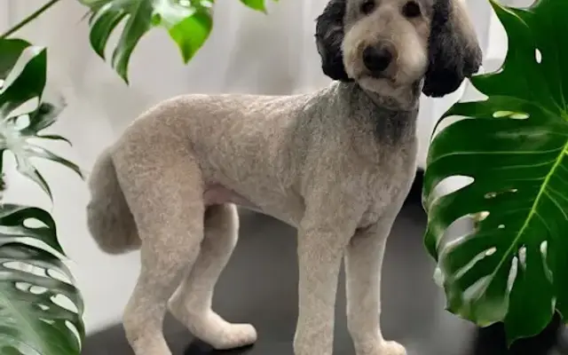 Grooming by Josie in Tigard, OR