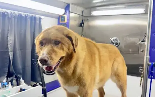 Golden State Mobile Grooming in Novato, CA