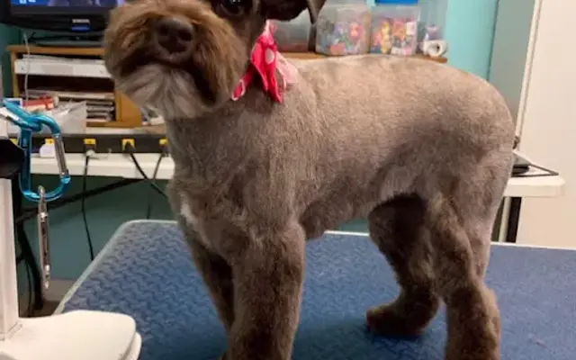 Ruff Life Grooming in Lexington, NC