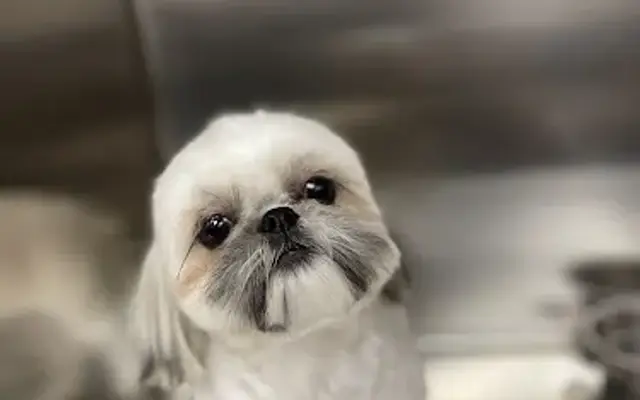 The bark barber in Scottsdale, AZ