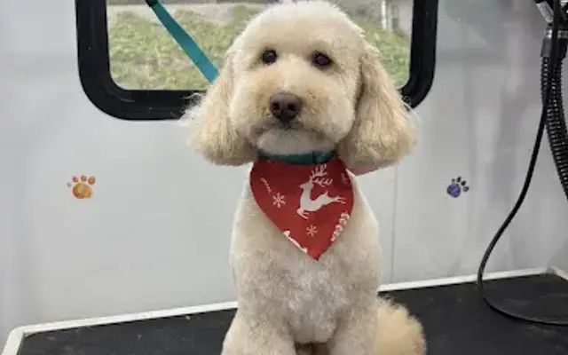 ARF Dog Spa Mobile Grooming in Lula, GA