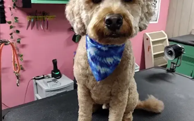 WinnDixie Dog Grooming in Xenia, OH