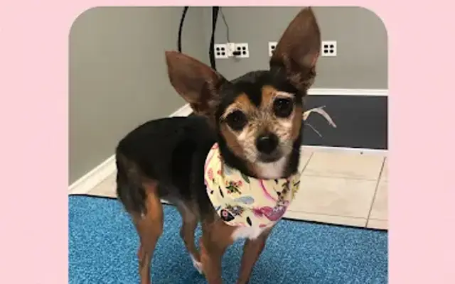 Pawsh Salon Maitland in Maitland, FL