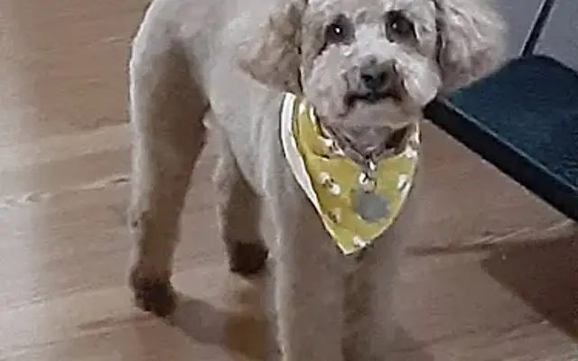 Dancin' With Woofs in Cadillac, MI