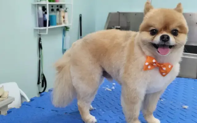 Coastal Canine Spa and Retreat in Port Orange, FL