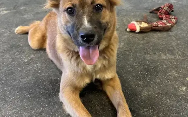 Parkway Pet Lodge in Coraopolis, PA