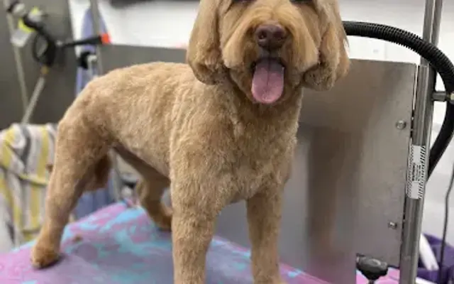 Noble Paws Mobile Grooming Spa in Salt Lake City, UT