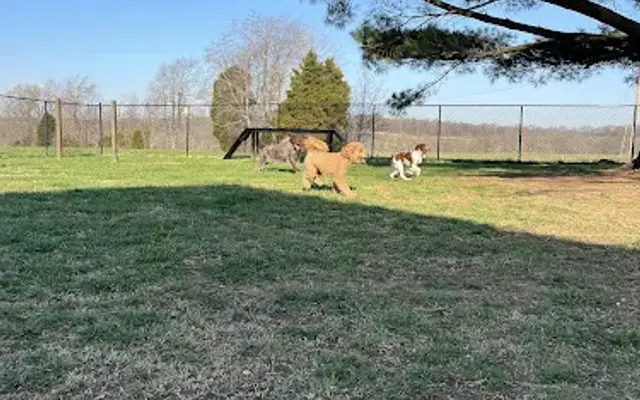 Beachy Dogs Training in Hardinsburg, KY