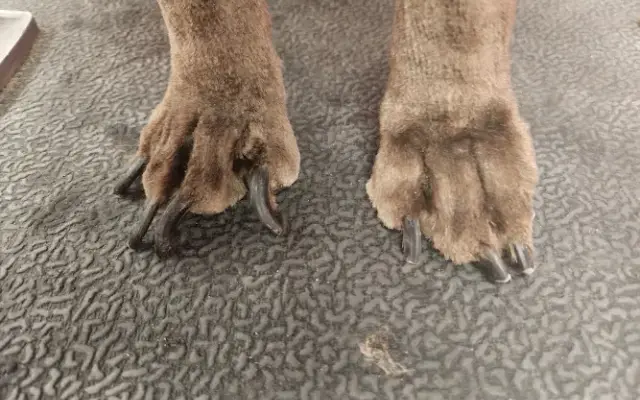Paw and claw grooming in Wesley Chapel, FL
