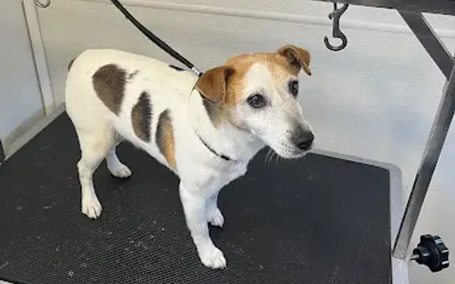Walks Washes & Wags Mobile Dog Grooming in San Diego, CA