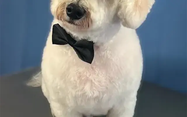Fur Seasons Mobile Dog Grooming in St Johns, FL