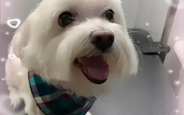 H&M Grooming Salon in Lancaster, NY