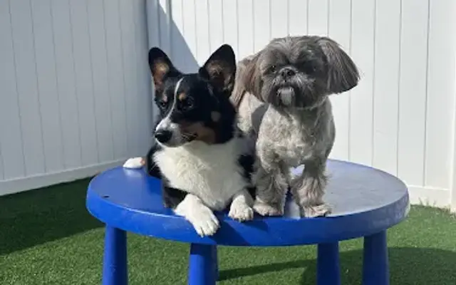 Dog-Gone Fun in Kernersville, NC