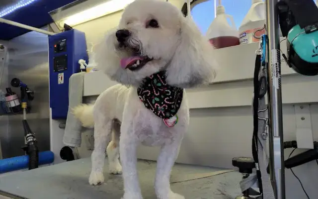Curbside Clips Mobile Grooming in Leander, TX