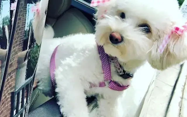Lulus pet salon and spaw in Lake Mary, FL