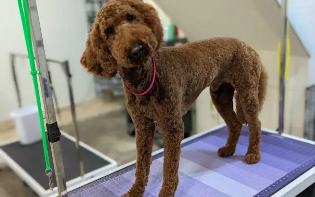 Pawz for Beauty Grooming in Baldwinsville, NY