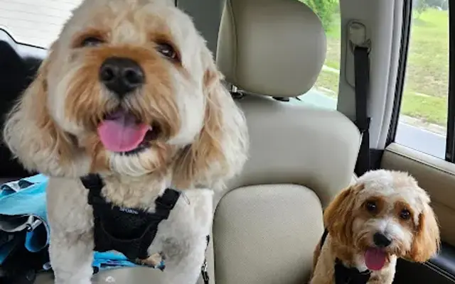Veronica’s Dog Grooming in Clermont, FL