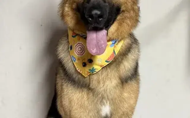 Daniela’s Grooms in Perris, CA