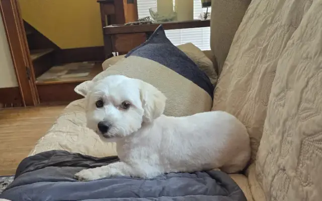 Shampooch Grooming in West Henrietta, NY