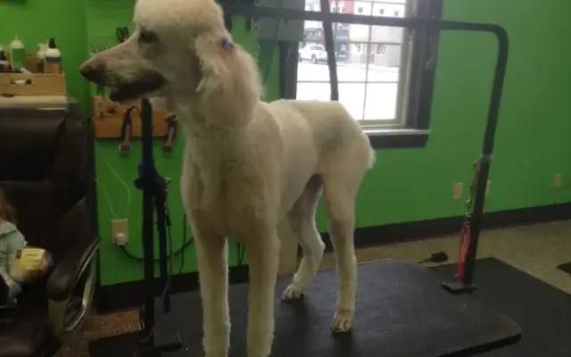 Canine Designz in Loudonville, OH