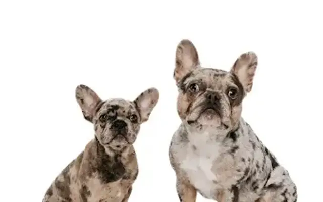 Walt’s Perfect Pups Mobile Grooming in Moore, OK