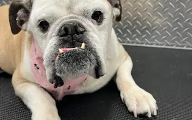 Fort Lauderdale Top Mobile Pet Grooming in Boca Raton, FL
