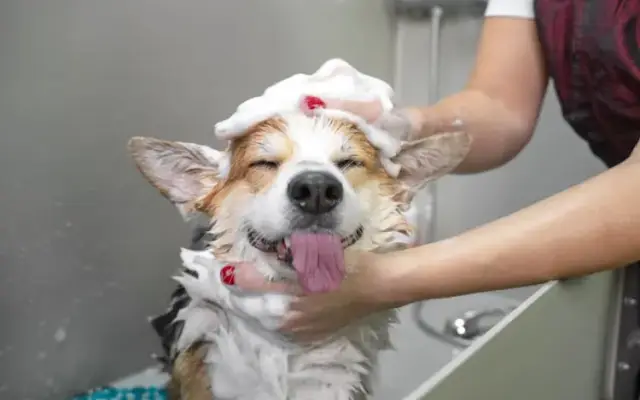 Hunter's Animal Hospital in White Hall, AR