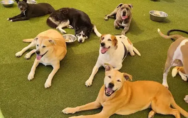 Karen's K9 Care in Frazer, PA