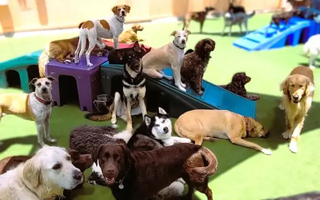 Camp Run-A-Mutt San Marcos in San Marcos, CA