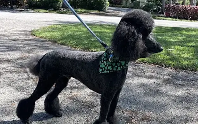 Diamond Paws Mobile Grooming in West Palm Beach, FL