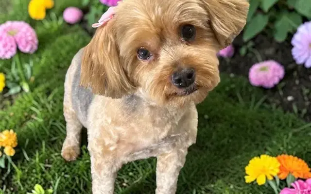 A Dog's Best Friend Grooming in Reynoldsburg, OH