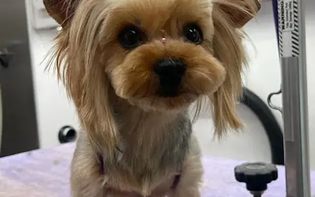 TJ’s Grooming Creations in Redmond, OR