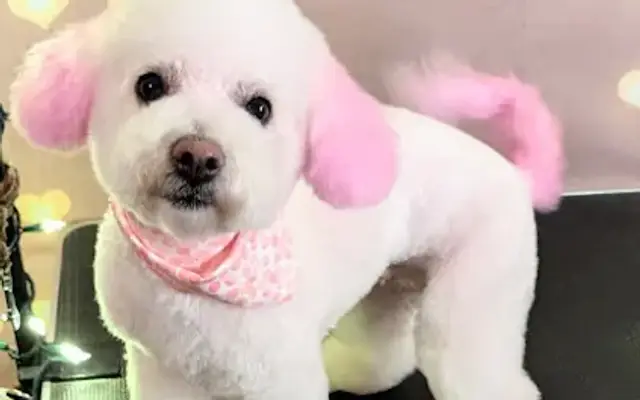 Speakeasy Dog Grooming in Oak Lawn, IL