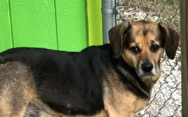 Doggie Daycare & Hotel in Yorktown, IN