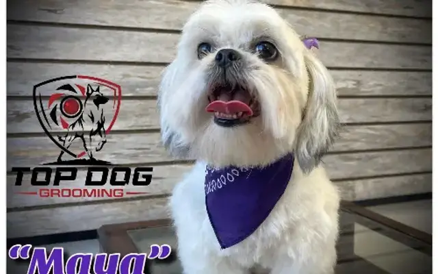 Top Dog Grooming Conroe in Conroe, TX