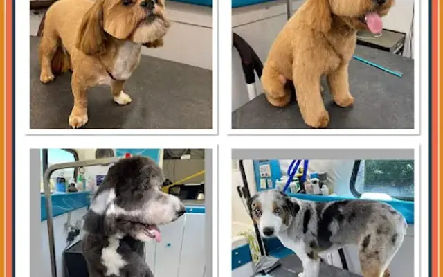 Elvis Dog Grooming in Dallas, TX