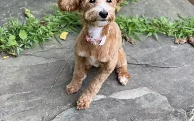 Petline Grooming in Easton, PA