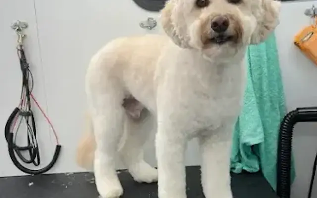Ariel's Seaside Mobile Pet Spa in DeLand, FL