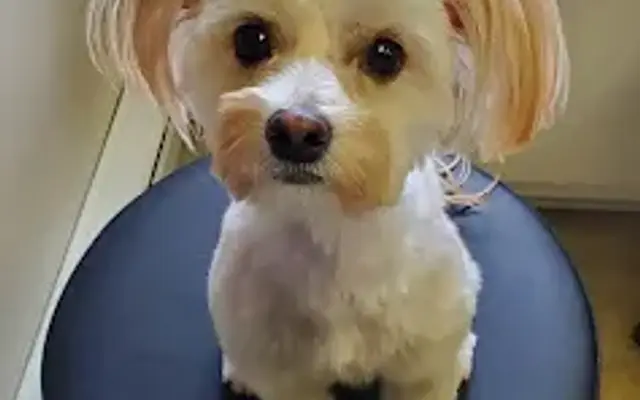 Cuts Furr Mutts in Greencastle, PA