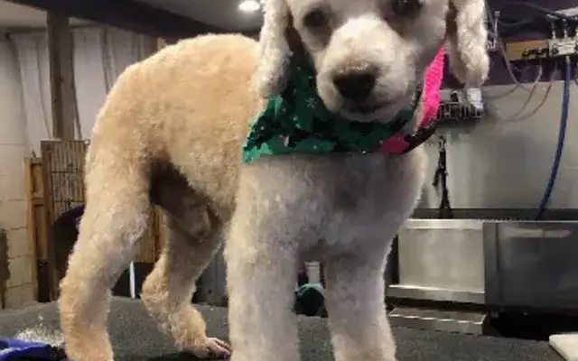 C3 Grooming LLC in Little Hocking, OH