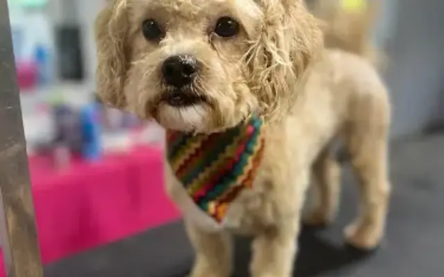 Two Sisters Dog Salon in Otterville, MO