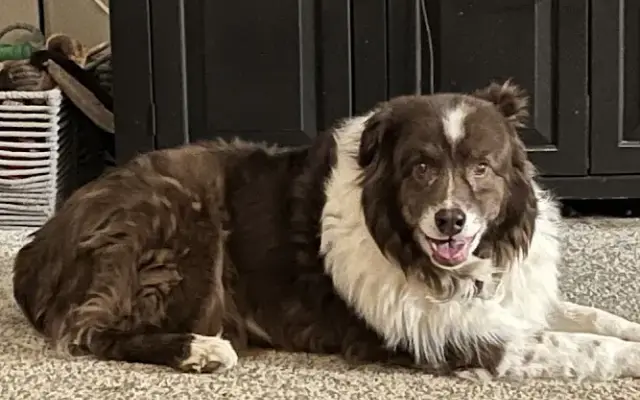 Shar Sho Grooming in Elkton, MD