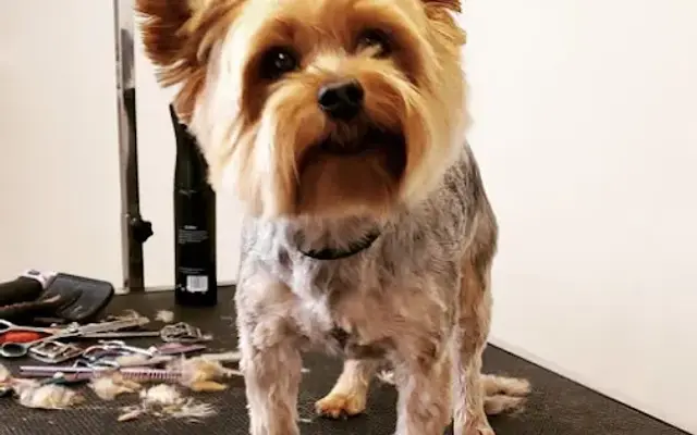 Pawsh Dog AZ in Chandler, AZ