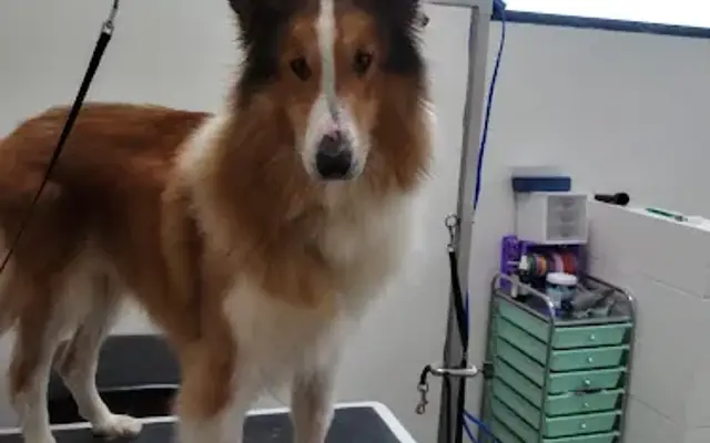 Olentangy Premier Pet Care in Powell, OH